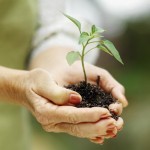 Close-up mid section of woman holding seedling